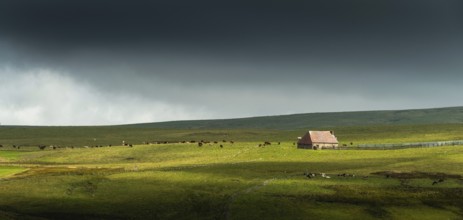 Auvergne Volcanoes Regional Natural Park. Cezallier. Herd of cows near a farmhouse (buron) under a