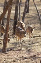 Axis deer or chitals (Axis axis) in the dry forest, Ranthambore National Park, Rajasthan, India