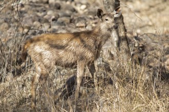Sambar or sambar deer or horse deer (Cervus unicolor or Rusa unicolor) in the dry forest in