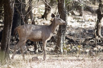 Sambar or sambar deer or horse deer (Cervus unicolor or Rusa unicolor) in the dry forest,