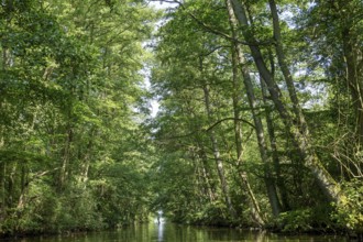 Canal between Leppinsee and Woterfitzsee, trees, Müritz National Park, Mecklenburg Lake District,