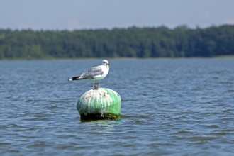 Gull, Mew Gull (Larus canus) sitting on a buoy, Woterfitzsee, Müritz National Park, Mecklenburg