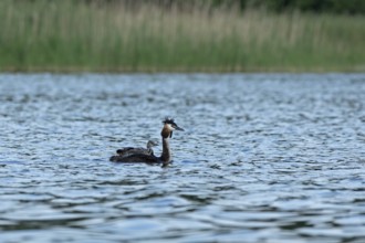 Great Crested Grebe (Podiceps ribbonfish) with juvenile, Leppinsee, Rechlin, Mecklenburg Lake