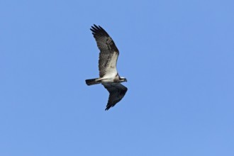 Osprey (Pandion haliaetus) in flight over Lake Leppin, Rechlin, Mecklenburg Lake District,