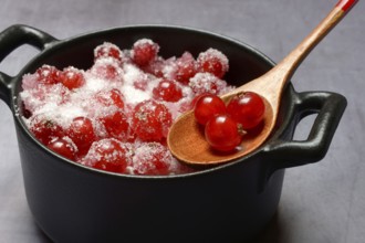 Redcurrants with sugar in pots, Ribes rubrum