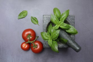 Basil in mortar and tomato, Ocimum basilicum, Solanum lycopersicum