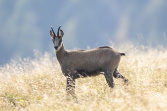 Chamois (Rupicapra rupicapra) on a meadow in the Vosges Mountains, wildlife, France