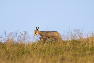 Chamois (Rupicapra rupicapra) youngster on a meadow in the Vosges Mountains, wildlife, France