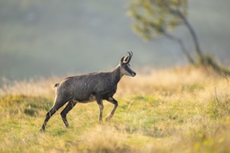 Chamois (Rupicapra rupicapra) on a meadow in the Vosges Mountains, wildlife, France