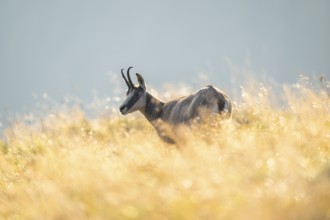 Chamois (Rupicapra rupicapra) on a meadow in the Vosges Mountains, wildlife, France