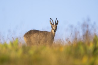 Chamois (Rupicapra rupicapra) on a meadow in the Vosges Mountains, wildlife, France