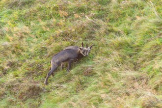 Chamois (Rupicapra rupicapra) youngster on a meadow in the Vosges Mountains, wildlife, France