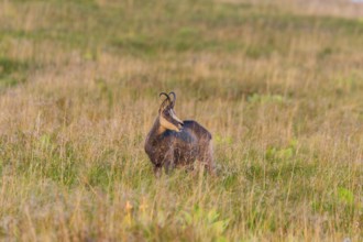 Chamois (Rupicapra rupicapra) on a meadow in the Vosges Mountains, wildlife, France