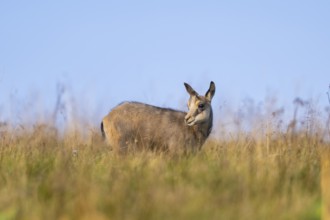 Chamois (Rupicapra rupicapra) youngster on a meadow in the Vosges Mountains, wildlife, France