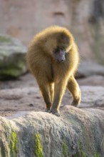 Guinea baboon (Papio papio) walking on the ground, Bavaria, Germany Europe