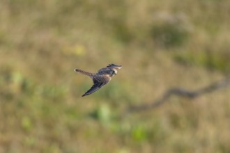 Common kestrel (Falco tinnunculus) flying in the Vosges Mountains, wildlife, France
