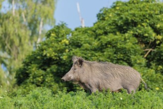 A wild boar (Sus scrofa) stands in a field of wild chamomile (Matricaria chamomilla). Bavaria,
