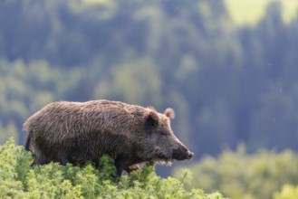 A wild boar (Sus scrofa) runs across a field of wild chamomile (Matricaria chamomilla). Bavaria,