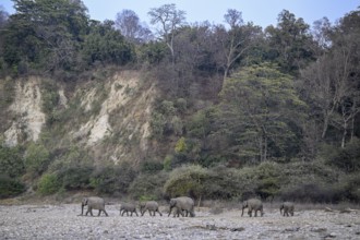 Indian elephants (Elephas maximus indicus), Corbett National Park, near Ramnagar, Uttarakhand