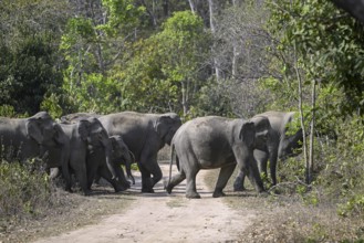 Indian elephants (Elephas maximus indicus), Corbett National Park, near Ramnagar, Uttarakhand