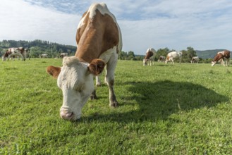 Brown and white cows are grazing calmly on a lush green pasture under a clear blue sky. The