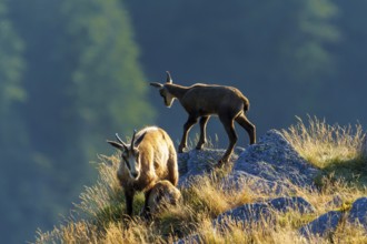 Three chamois standing on a sunny meadow with rocks in the background, chamois, chamois, (Rupicapra