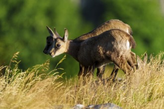 Two young chamois standing on a sunny meadow in front of a green background, chamois, chamois,