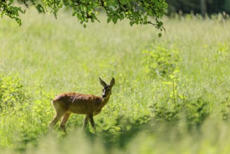 A female roe deer (Capreolus capreolus) stands in a green meadow. Bavaria, Germany