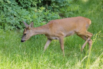 A female roe deer (Capreolus capreolus) crosses a green meadow. Bavaria, Germany