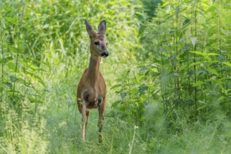 A female roe deer (Capreolus capreolus) crosses a nettle thicket. Bavaria, Germany