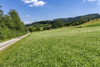 Landscape along the Sauerlandring cycle path, an 84 km long circular cycle path between the towns