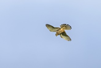 A Common Kestrel flies majestically in the sky with clearly visible wings and tail feathers, The
