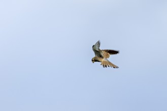 A Common Kestrel soars in the blue sky with outstretched wings, The kestrel (Falco tinnunculus)