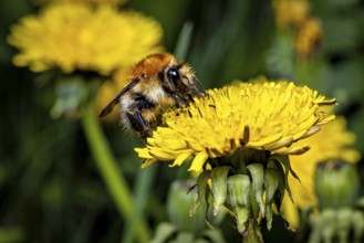 A bee sits on a yellow dandelion flower surrounded by a green background in a spring scene, The