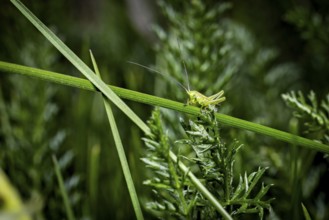 A green grasshopper rests on a blade of grass surrounded by lush foliage in a natural environment,