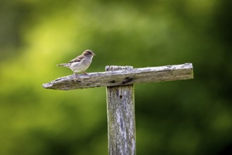 A sparrow sits on a dry branch in front of a blurred green background, The House Sparrow (Passer