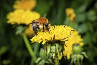 Bee on a yellow dandelion flower in close-up, embedded in a green, lively scenery, The field