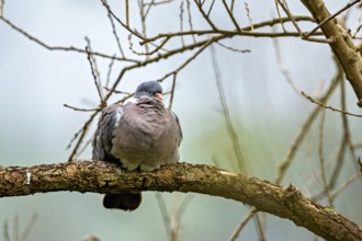 A fat pigeon sits on a branch, surrounded by bare branches and against a blurred background, The