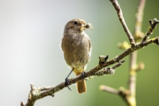 Bird on a branch with an insect in its beak in a natural environment, black redstart (Phoenicurus