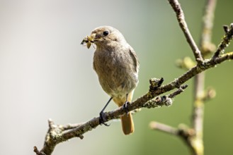A small bird sitting on a branch with an insect in its beak, black redstart (Phoenicurus ochruros)