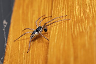 A macro photograph of a black spider on an orange-coloured wooden background, White-edged Flat