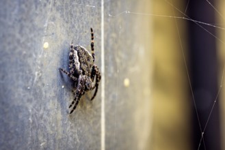 Close-up of a spider on a wall, surrounded by spider webs. The colours are grey and yellow, The