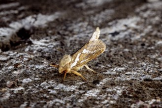 Moth photograph on a rough surface in earthy colours, Common swift (moth) (Pharmacis lupulina)