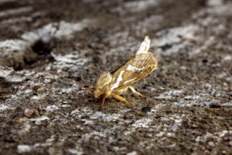 Close-up of a moth on a textured surface with earthy colours, Common swift (moth) (Pharmacis