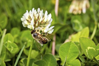 Bee sitting on a white clover flower amidst green leaves in a meadow, A honey bee on a white clover