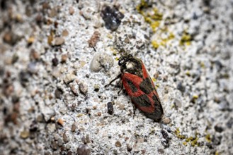 A black and red insect resting on a rough, grey surface, blood cicadas (Cercopidae) Herleshausen,
