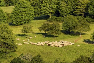A flock of sheep grazing on a green meadow surrounded by trees on a sunny day, A flock of sheep in