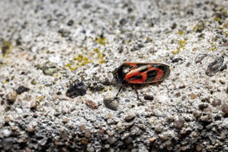 Insect with red pattern captured on grey, stony surface, blood cicadas (Cercopidae) Herleshausen,
