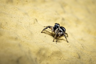 Jumping spider running up a yellow sandy structure, close-up, The wall zebra jumping spider