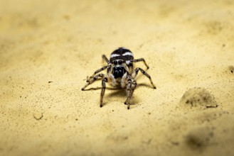 Close-up of a spider on a yellow sandy background with detailed surface, The wall zebra jumping